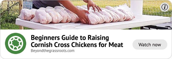 Beginners Guide to Raising Cornish Cross Chickens for Meat