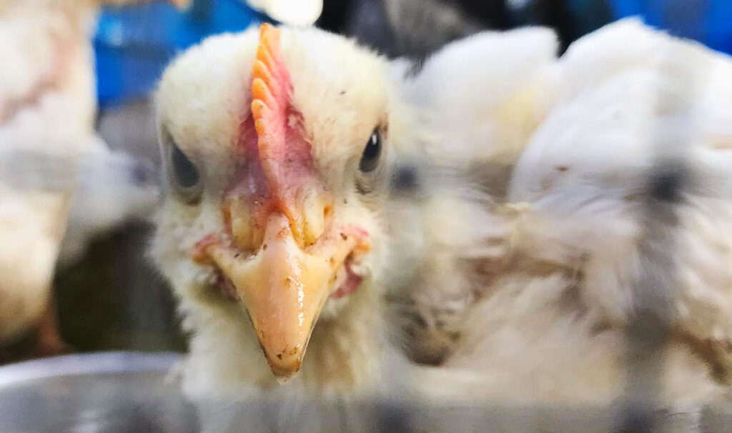 Cornish cross chicken at 6 weeks