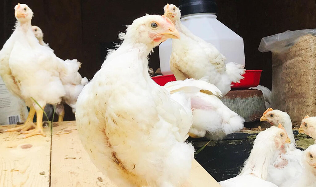 Cornish cross chickens at 4 weeks of age