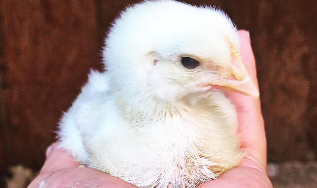 Cornish cross chick at 1 week of age